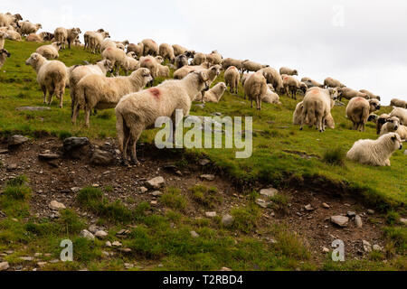 Troupeau de moutons paissant sur la montagne verte en pente jour brumeux, montagnes des Carpates, en Roumanie. Banque D'Images