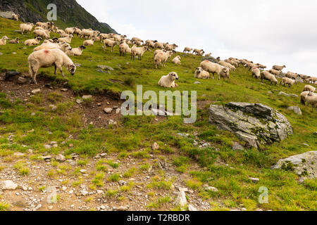 Troupeau de moutons paissant sur la montagne verte en pente jour brumeux, montagnes des Carpates, en Roumanie. Banque D'Images