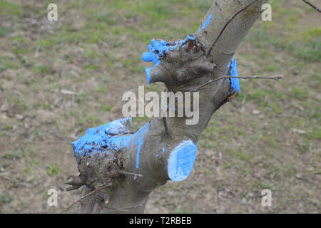 Pommiers dans le jardin, l'élagage des pommiers, la protection des branches coupées avec revêtement de peinture. Banque D'Images