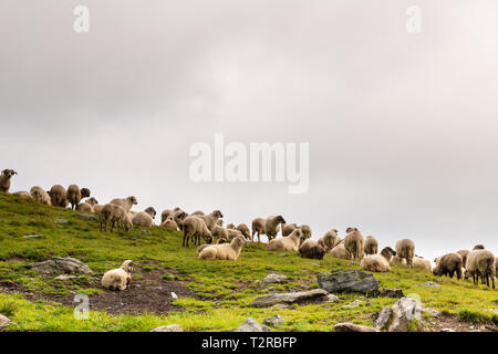 Troupeau de moutons paissant sur la montagne verte en pente jour brumeux, montagnes des Carpates, en Roumanie. Banque D'Images