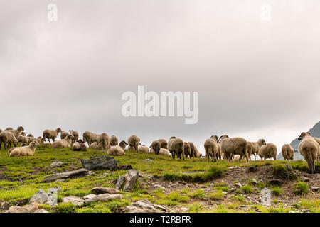 Troupeau de moutons paissant sur la montagne verte en pente jour brumeux, montagnes des Carpates, en Roumanie. Banque D'Images