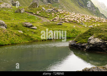 Troupeau de moutons paissant sur la montagne verte en pente jour brumeux, montagnes des Carpates, en Roumanie. Banque D'Images