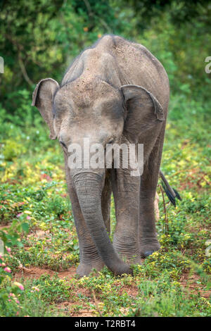 Profondément à l'intérieur du parc national Udawalawe dans la province du sud du Sri Lanka, un bébé éléphant ludique apprend d'un autre membre du troupeau. Banque D'Images