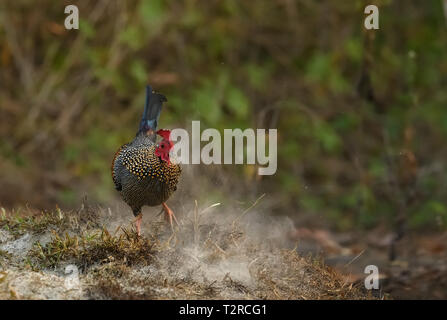 Les coqs sauvages gris (Gallus sonneratii), est une espèce sauvage d'oiseaux endémiques à l'evergreen forest hill dans le sud et l'ouest de l'Inde. Banque D'Images