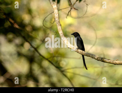 Black Drongo (Dicrurus macrocercus) perché sur une branche avec un fond vert. Banque D'Images