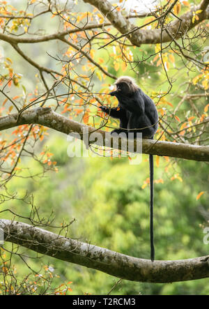 Le langur de Nilgiri langur est trouvé dans le Nilgiri Hills des Ghâts occidentaux en Inde du Sud. Ce primat a fourrure noir brillant sur le corps Banque D'Images