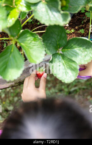 Les mains des enfants La cueillette des fraises fraîches biologiques sur une ferme de fruits Banque D'Images