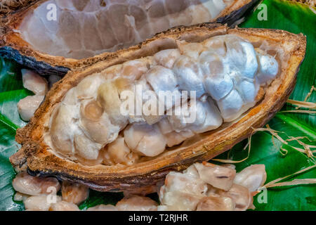 Gros plan d'une gousse de cacao (Theobroma cacao) Banque D'Images