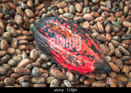 Gros plan d'une gousse de cacao (Theobroma cacao) Banque D'Images