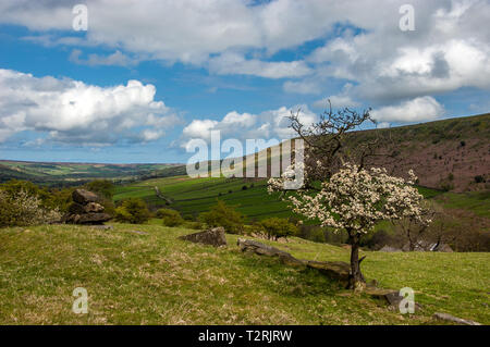 Le Fryup à grande Dale dans le North York Moors National Park Banque D'Images