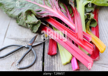 Beta vulgaris cicla. Tiges fraîchement récolté de blettes 'Bright lights', UK jardin. Également appelé Rainbow chard. Banque D'Images