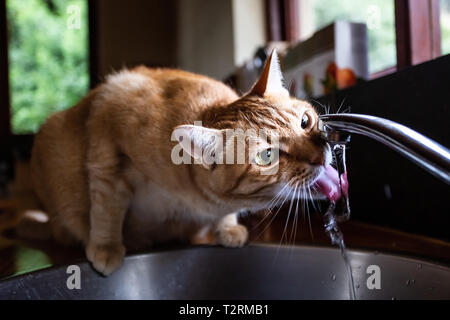 Cat l'eau potable à partir d'un robinet dans une cuisine Banque D'Images