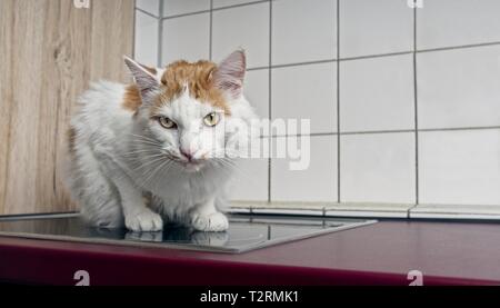 Cute cat longhair assis sur le poêle et l'attente pour l'alimentation. Banque D'Images