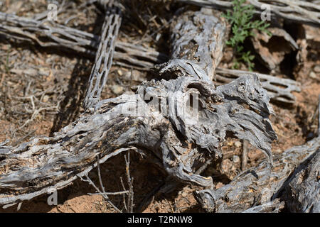 Cactus morts sud-ouest Banque D'Images