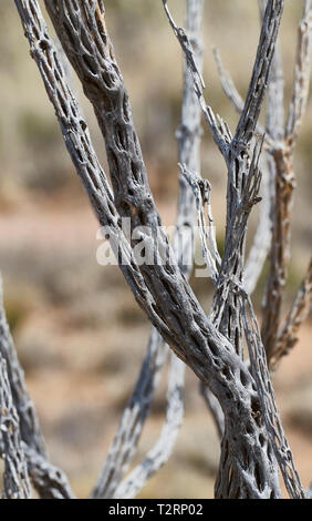 Cactus morts sud-ouest Banque D'Images