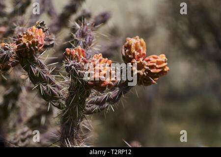 Southwest Landscape Banque D'Images