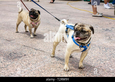 Miami Florida, Bayfront Park, chiens, animaux, animaux de compagnie, Pug, petite race, laisse, visage ridé, les visiteurs voyage visite touristique site touristique Landm Banque D'Images