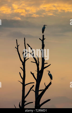 Deux grandes aigrettes (Ardea alba) dans un arbre, le Canard noir Marais, Assateague Island National Seashore, Virginie Banque D'Images