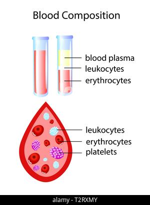 Composition du sang total avec deux tubes à essai et une goutte de sang, vector illustration Illustration de Vecteur