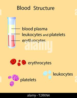 Composition du sang entier wi un tube à essai et les éléments du sang, vector illustration Illustration de Vecteur