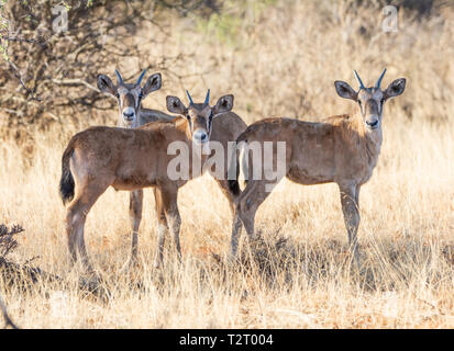 Un groupe d'antilopes oryx pour mineurs dans le sud de la savane africaine Banque D'Images