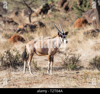 Une antilope oryx pour mineurs dans le sud de la savane africaine Banque D'Images