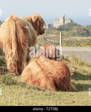 Glengorm Highlanders écossais près de château, sur l'île de Mull. Banque D'Images