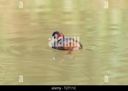 Naturel isolé grèbe castagneux (tachybaptus ruficollis) Nager dans l'eau verte Banque D'Images