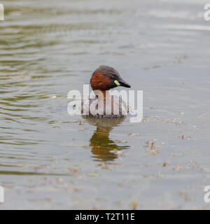 Le grèbe castagneux (tachybaptus ruficollis) Nager dans l'eau plantes Banque D'Images