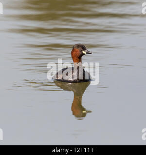 Vue avant le grèbe castagneux (tachybaptus ruficollis) Nager dans l'eau Banque D'Images