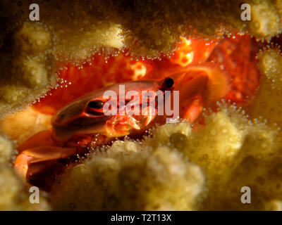 Le Corail Rouge (crabe Trapezia cymodoce) prenant en Mer Rouge, Egypte. Banque D'Images