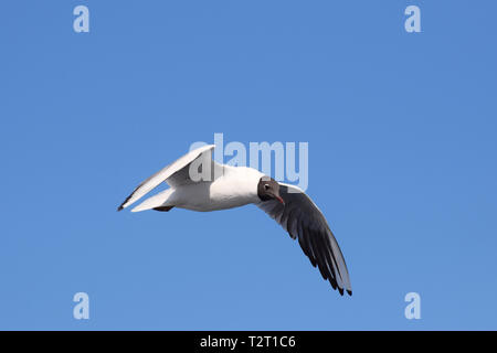 Mouette noir oiseau en vol dans un ciel bleu Banque D'Images