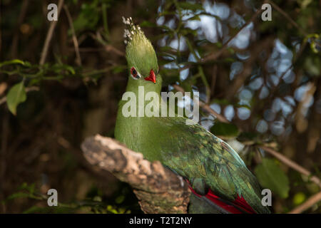 Les explorateurs (Mosambiekloerie Touraco), oiseau vert longue crête avec blanc et noir et rouge conseils bec assis dans un arbre en face de la caméra. Banque D'Images