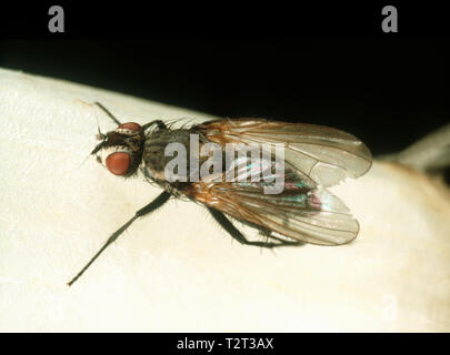 Mouche de l'oignon (Delia antiqua) mouche adulte sur un oignon plante, un ravageur cosmopolite d'oignons et d'autres cultures Banque D'Images