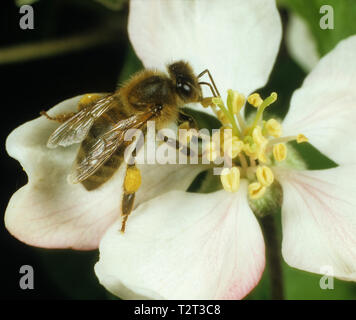 Abeille à miel (Apis mellifera) la collecte du pollen dans les corbeilles à pollen (corbiculae) à partir d'une fleur d'apple Banque D'Images