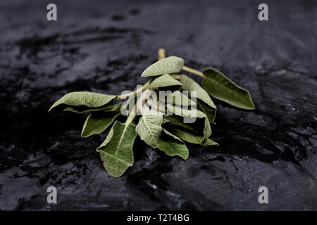 Sage vert frais et de la direction générale de l'eau sur fond noir. Banque D'Images