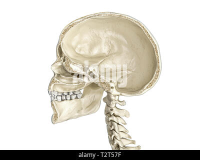 Crâne humain sagittal cross-section, vue de côté. Sur fond blanc. Banque D'Images