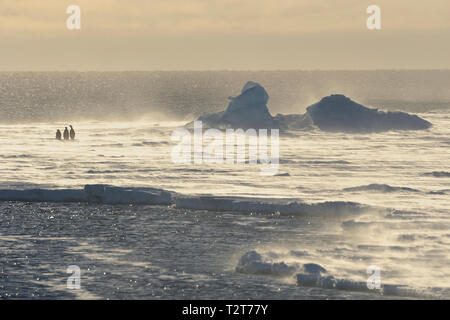 Manchots empereurs, Aptenodytes forsteri, Arbre adultes pingouins dans Paysage, Snow Hill Island, Péninsule Antarctique, l'Antarctique Banque D'Images