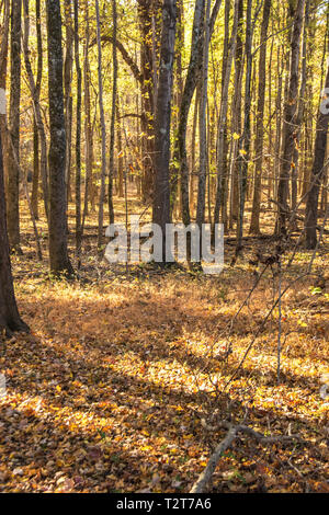 Cette voie verte offre une belle promenade dans la nature ou un jogging dans un cadre naturel bien qu'il soit au milieu d'une ville. C'est un endroit calme et paisible pour se regrouper. Banque D'Images