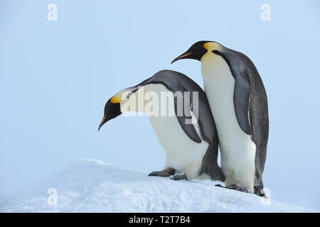 Manchots empereurs, Aptenodytes forsteri, deux adultes, Snow Hill Island, Péninsule Antarctique, l'Antarctique Banque D'Images