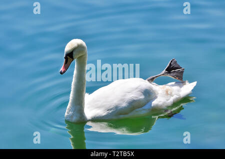 Cygne sur l'eau bleue Banque D'Images