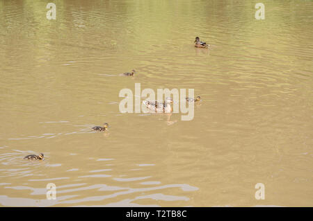 Les parents et les bébés canards natation sur le lac Banque D'Images