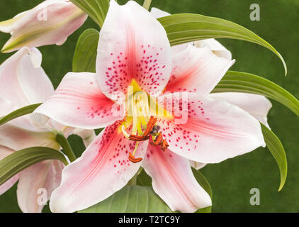 Lis Oriental 'Mona Lisa', Lilium Banque D'Images