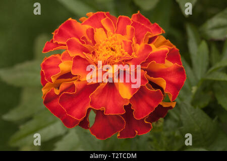 Marigold Afro-French Zenith 'Red', Tagetes patula x erecta Banque D'Images