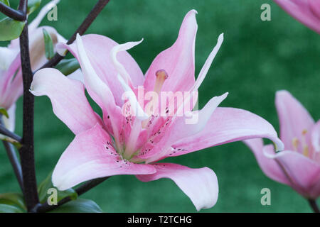 Lis asiatique 'Elodie', Lilium Banque D'Images