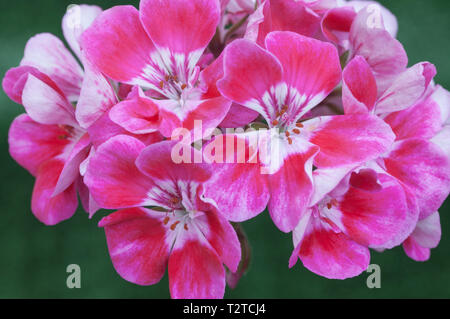 Géranium 'Moonlight' Vinetta, Pelargonium Banque D'Images