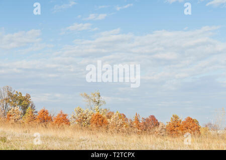 Les tons de couleurs de cyprès chauve à Bellefontaine de conservation à l'automne, ne prenez pas l'éclat du soleil, nuages altocumulus. Banque D'Images