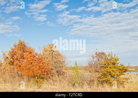 Les tons de couleurs de cyprès chauve à Bellefontaine de conservation à l'automne, ne prenez pas l'éclat du soleil, nuages altocumulus. Banque D'Images