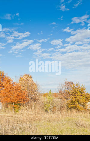 Les tons de couleurs de cyprès chauve à Bellefontaine de conservation à l'automne, ne prenez pas l'éclat du soleil, nuages altocumulus. Banque D'Images