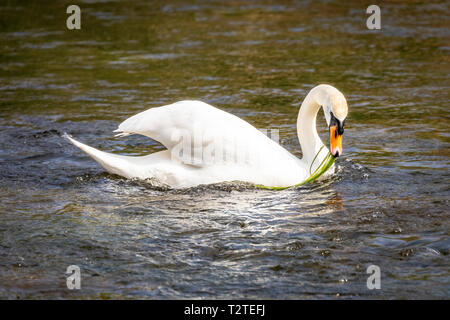 Seul, le Cygne tuberculé (Cygnus olor), l'alimentation du Royaume-Uni en mangeant de roseaux de sous la surface de l'eau sur une rivière. Banque D'Images